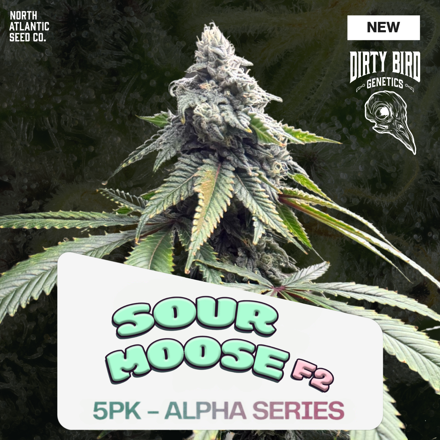 Dirty Bird Genetics - Alpha Series