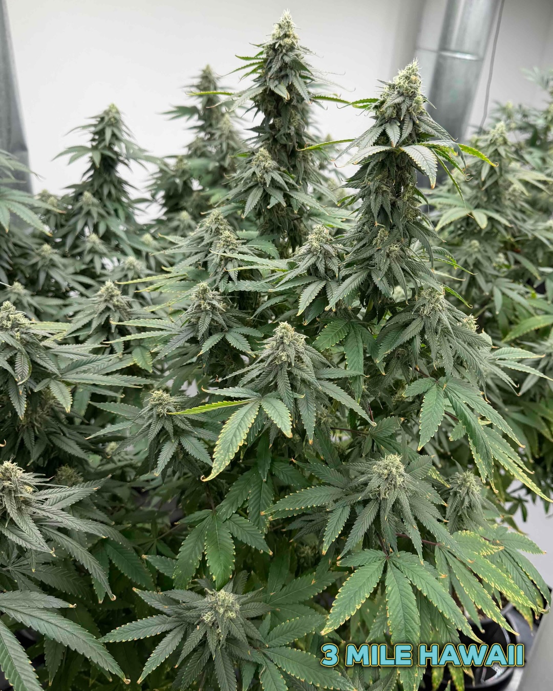 3 Mile Hawaii Cannabis Seeds