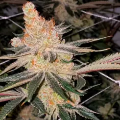 Amaretto Banana Cannabis Seeds by Relentless Genetics