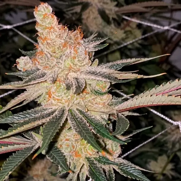 Amaretto Banana Cannabis Seeds by Relentless Genetics
