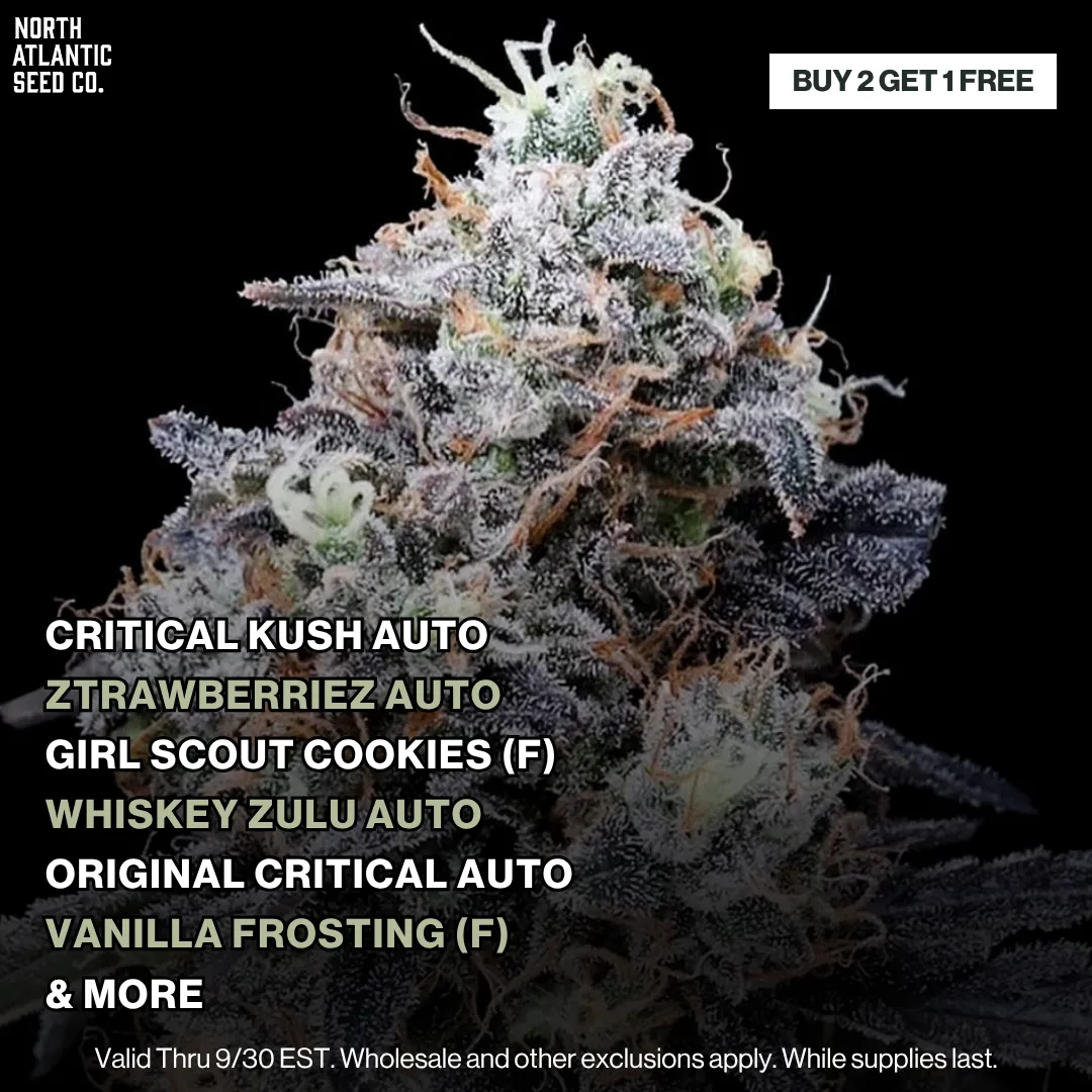 Buy 2 get 1 Free