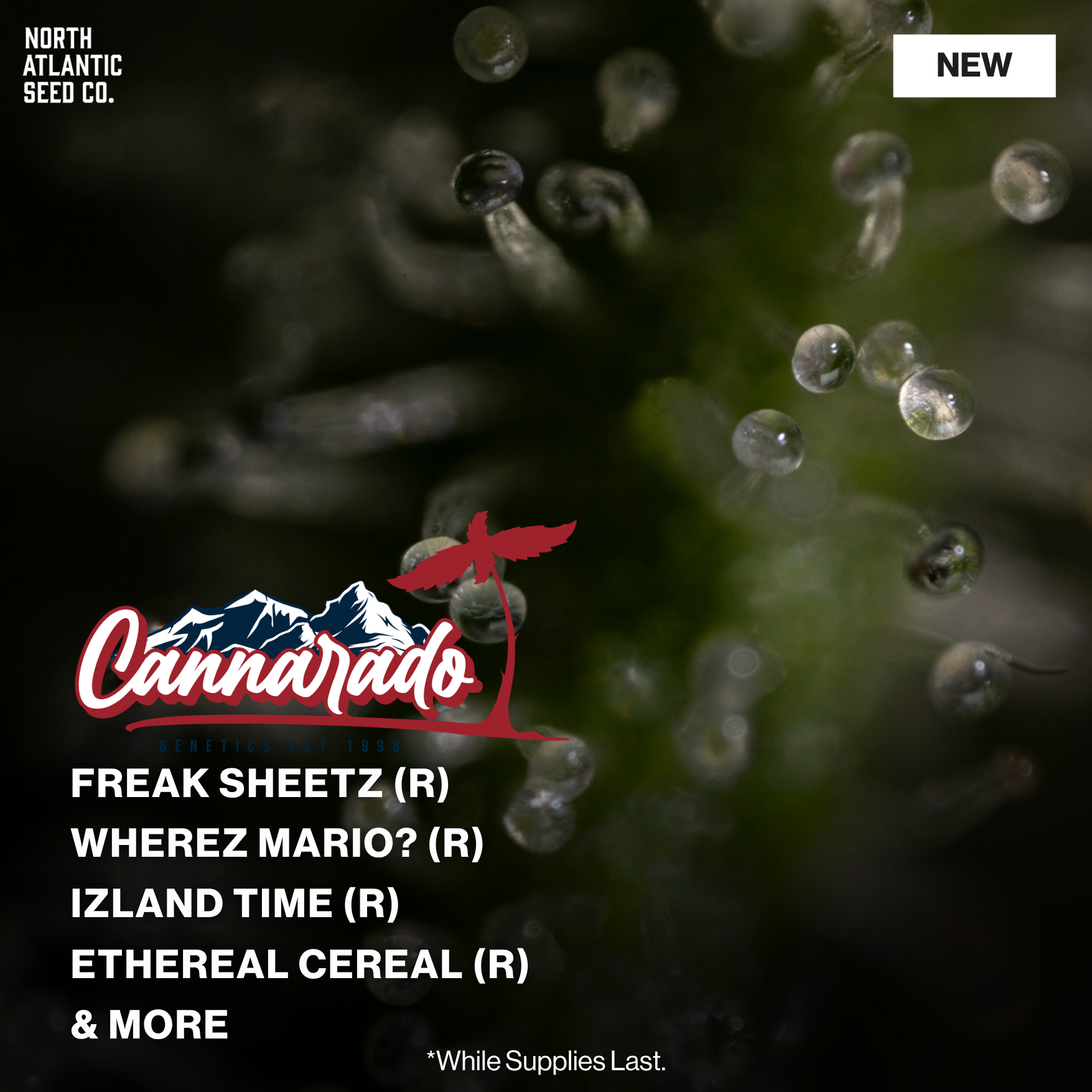 Cannarado Genetics 2026 Drops