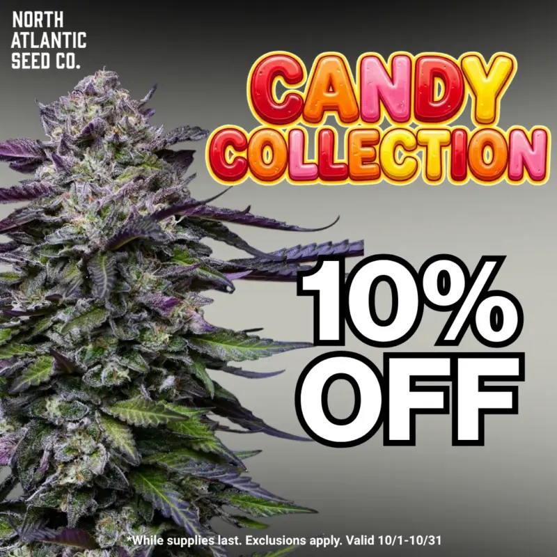 Candy Collection Image