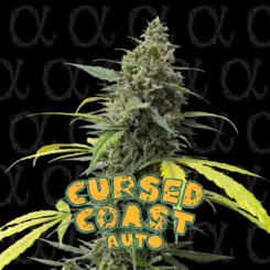 Cursed Coast Auto Alpha Series by Dirty Bird Genetics