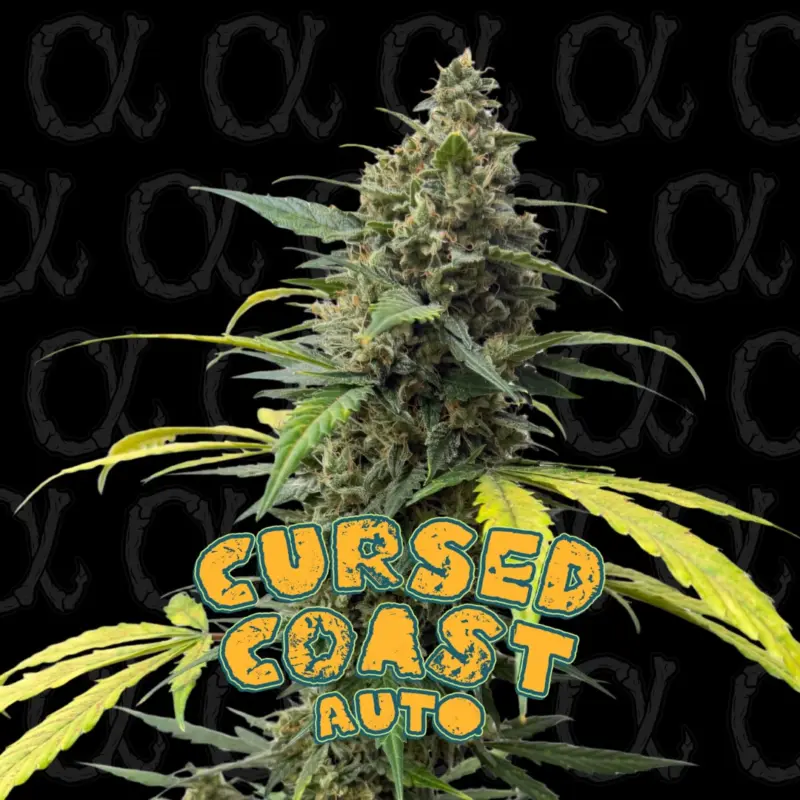 Cursed Coast Auto Alpha Series by Dirty Bird Genetics
