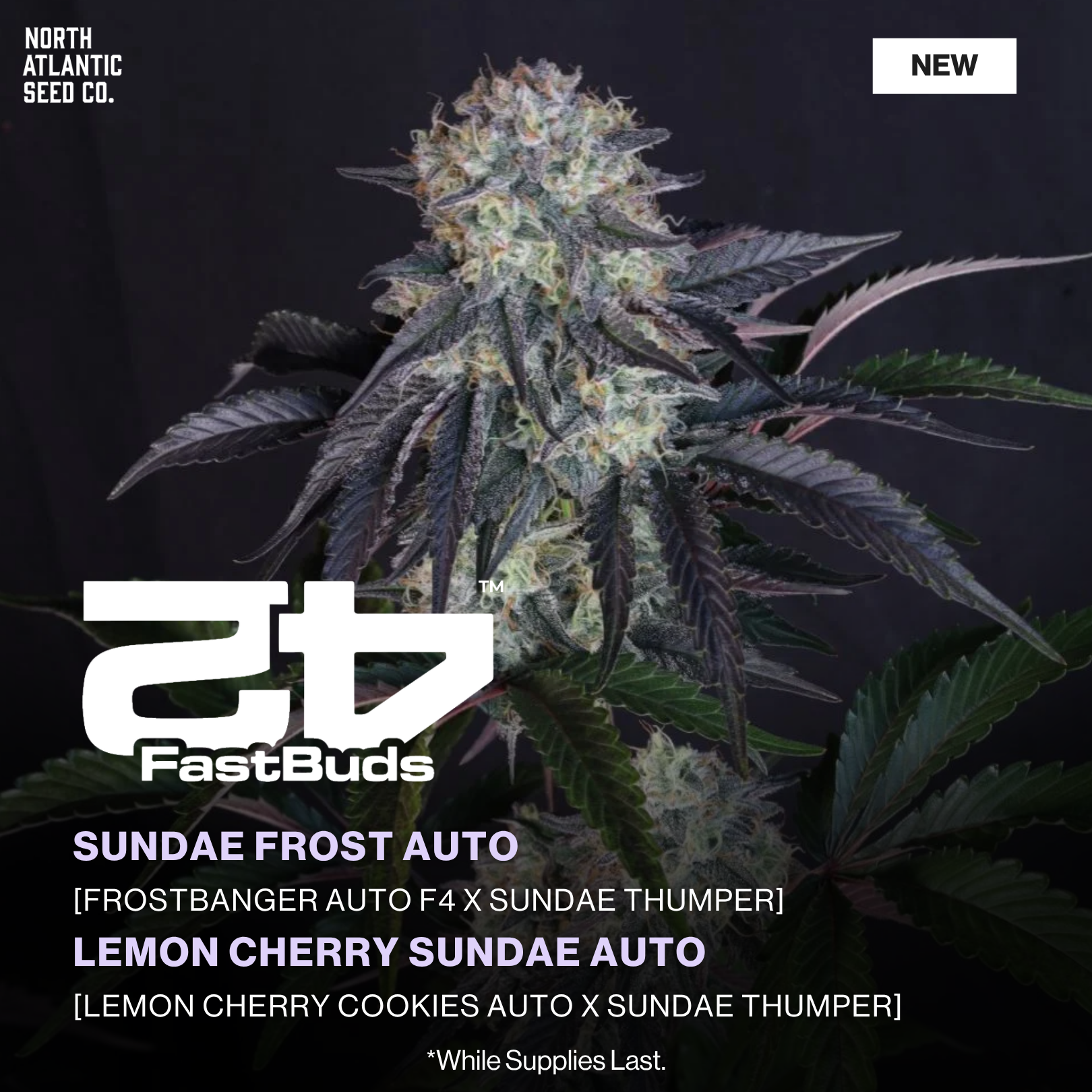 Fast Buds New Drop 2026