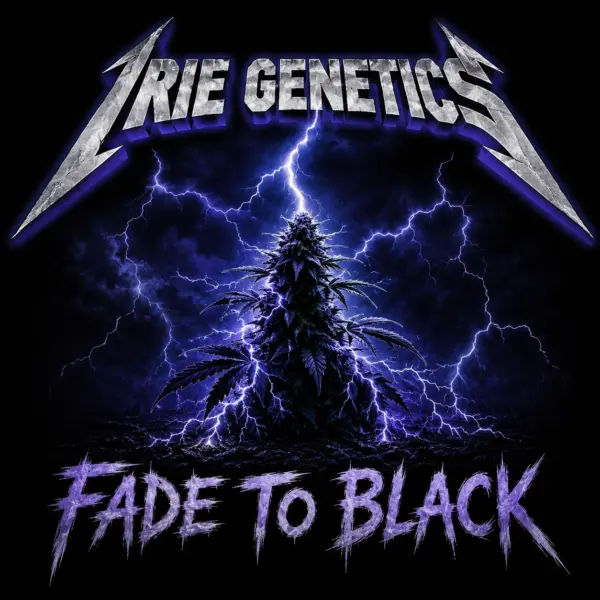 Fade to Black Cannabis Seeds by Irie Genetics