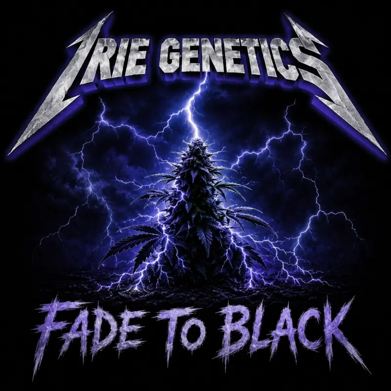 Fade to Black Cannabis Seeds by Irie Genetics