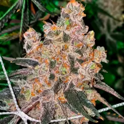 Honey Fritters Cannabis Seeds by Relentless Genetics