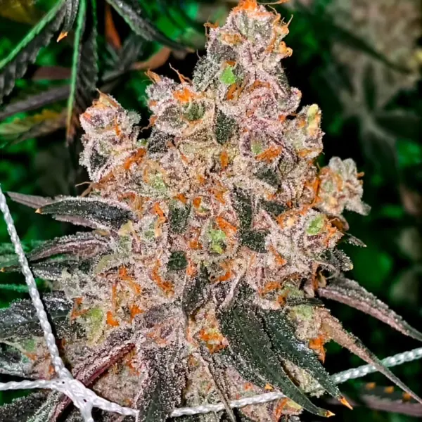 Honey Fritters Cannabis Seeds by Relentless Genetics