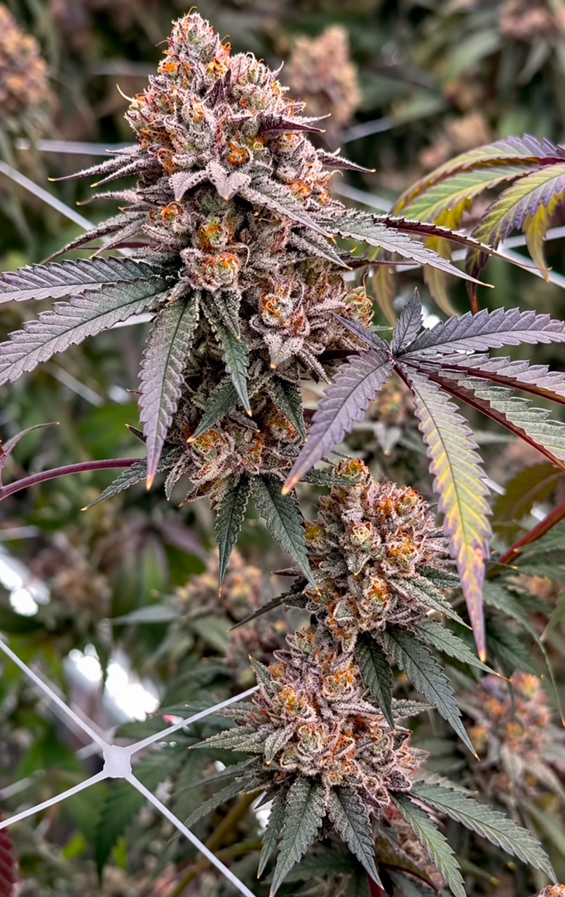TropiSkitz Cannabis Seeds by Relentless Genetics