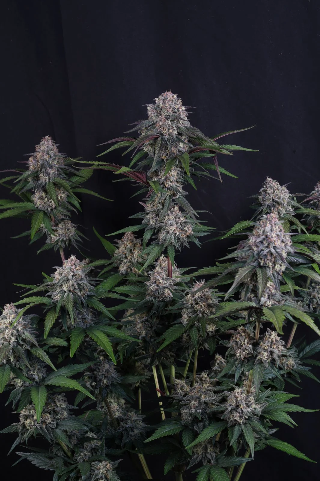 Lemon Cherry Sundae Auto Cannabis Seeds by Fast Buds
