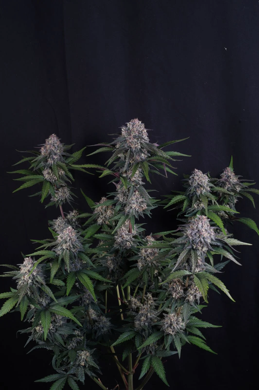 Lemon Cherry Sundae Auto Cannabis Seeds by Fast Buds