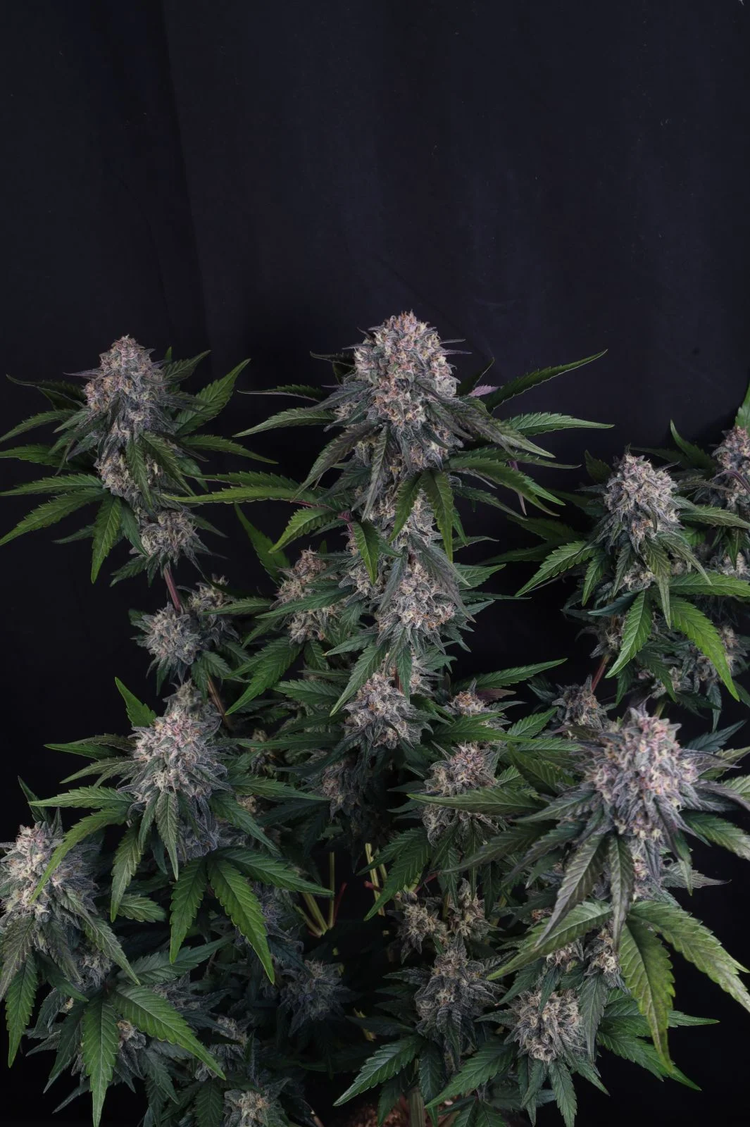 Lemon Cherry Sundae Auto Cannabis Seeds by Fast Buds