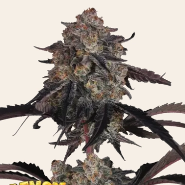 Lemon Cherry Sundae Auto Cannabis Seeds by Fast Buds