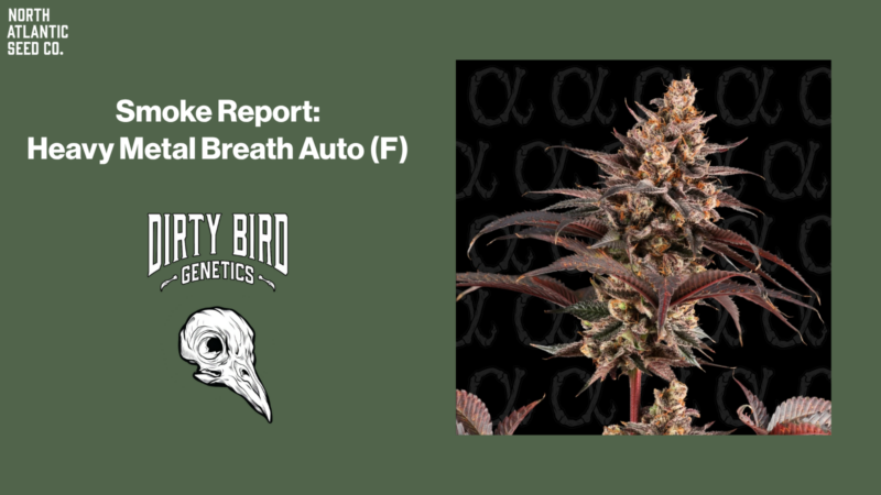 Smoke Report: Heavy Metal Breath Auto by Dirty Bird Genetics
