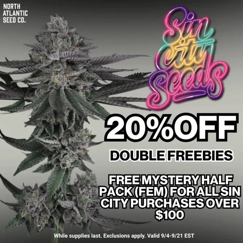 Sin City Seeds Image