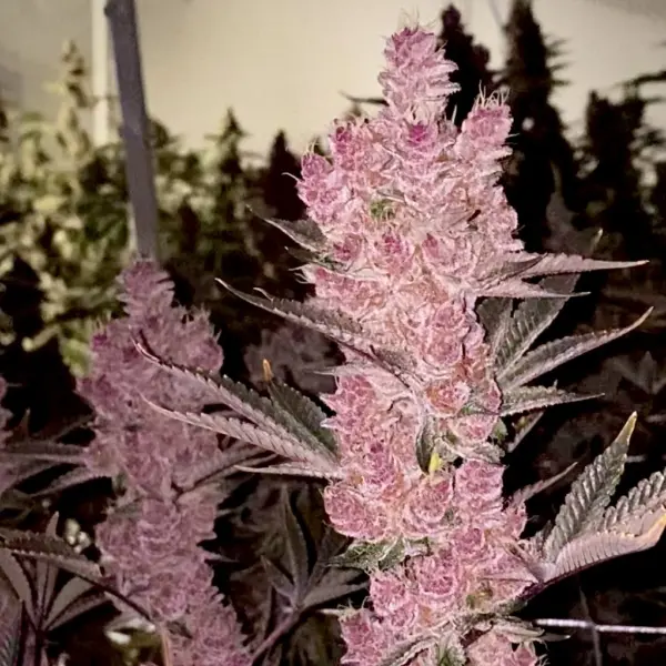 Sith Empress Cannabis Seeds by Relentless Genetics