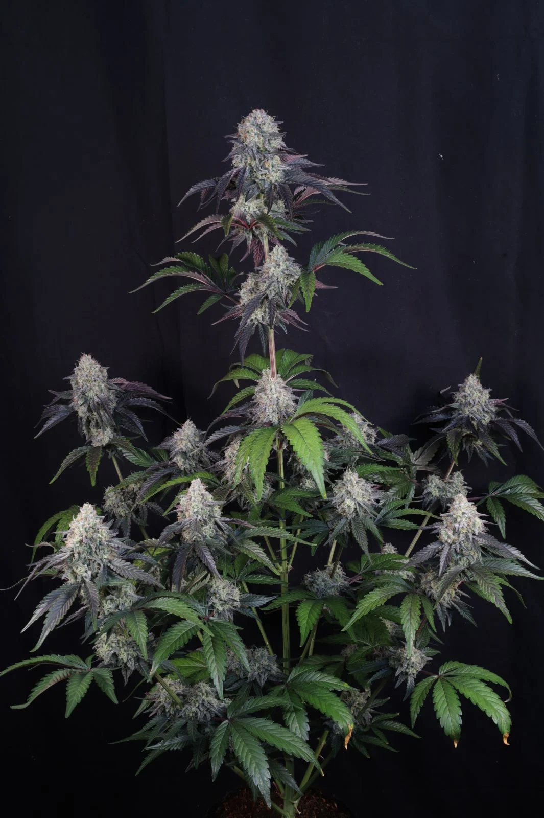 Sundae Frost Auto Cannabis Seeds by Fast Buds