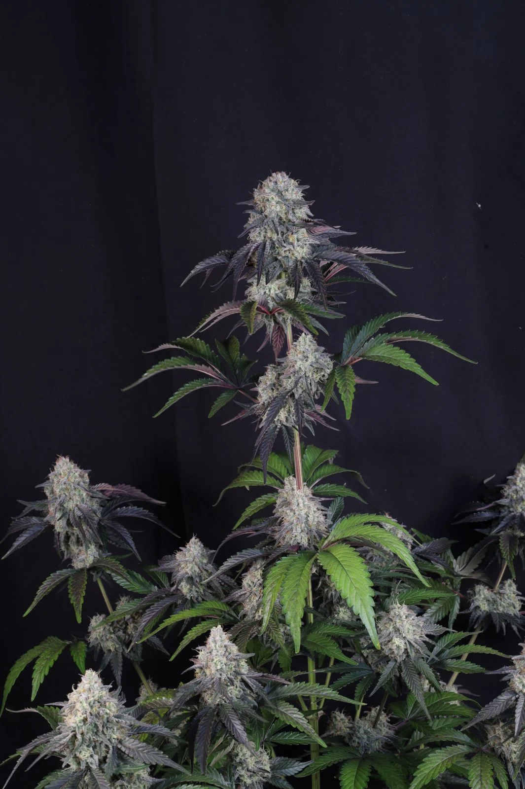 Sundae Frost Auto Cannabis Seeds by Fast Buds