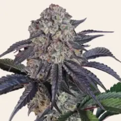 Sundae Frost Auto Cannabis Seeds by Fast Buds