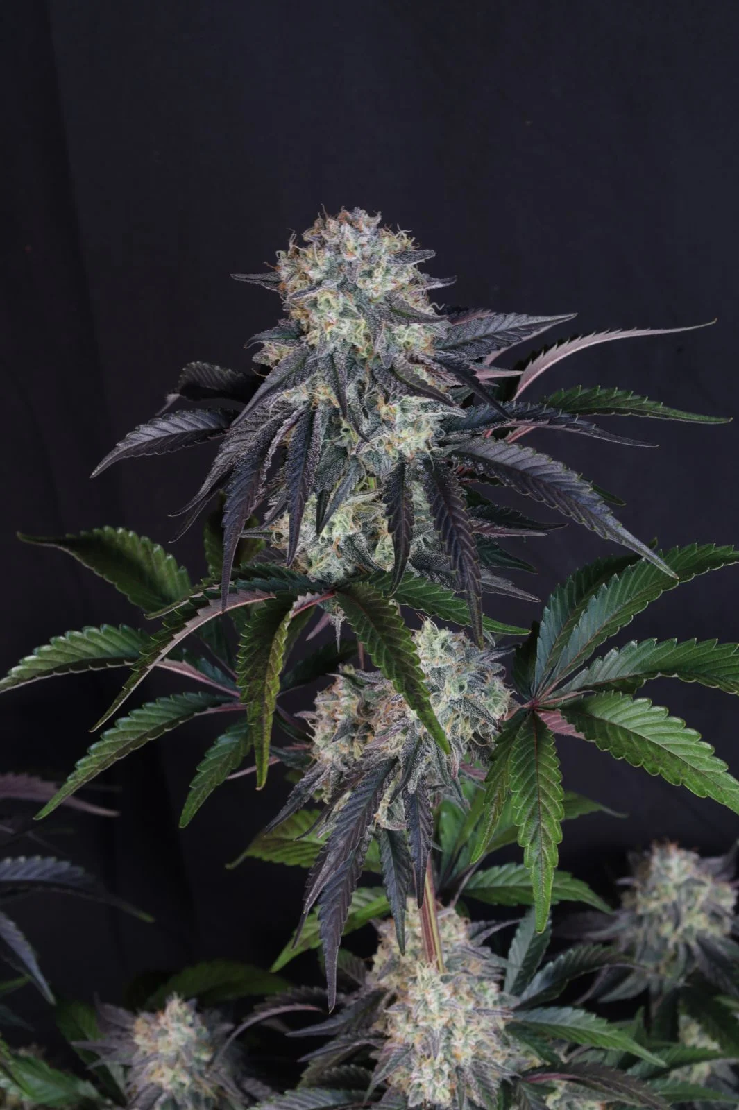 Sundae Frost Auto Cannabis Seeds by Fast Buds
