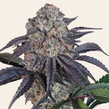 Sundae Frost Auto Cannabis Seeds by Fast Buds