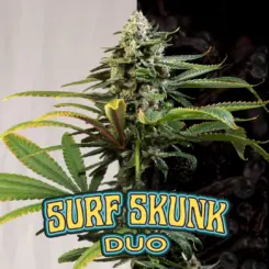 Surf Skunk Duo Cannabis Seeds by Dirty Bird Genetics and Purple Caper Seeds