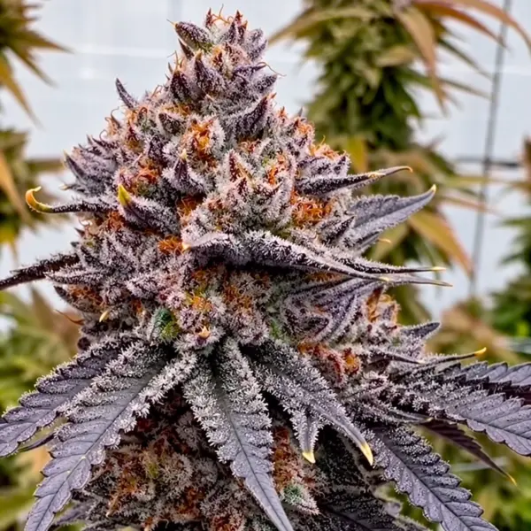 TropiSkitz Cannabis Seeds by Relentless Genetics