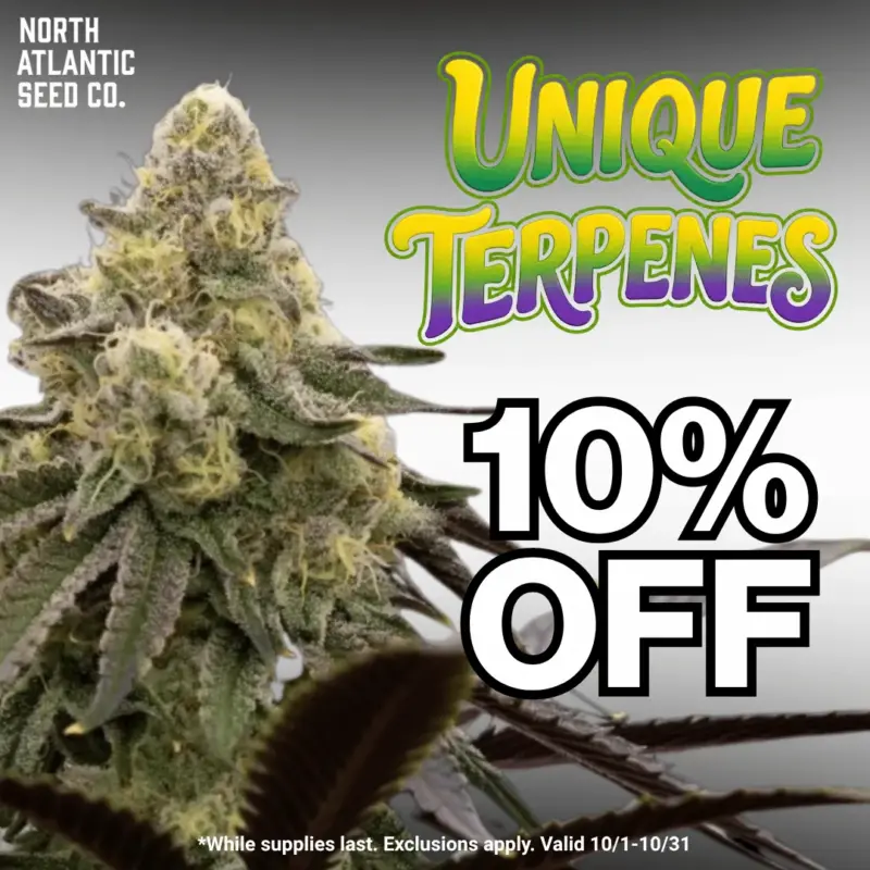 Cannabis Seeds with Unique Terpene Profiles Image