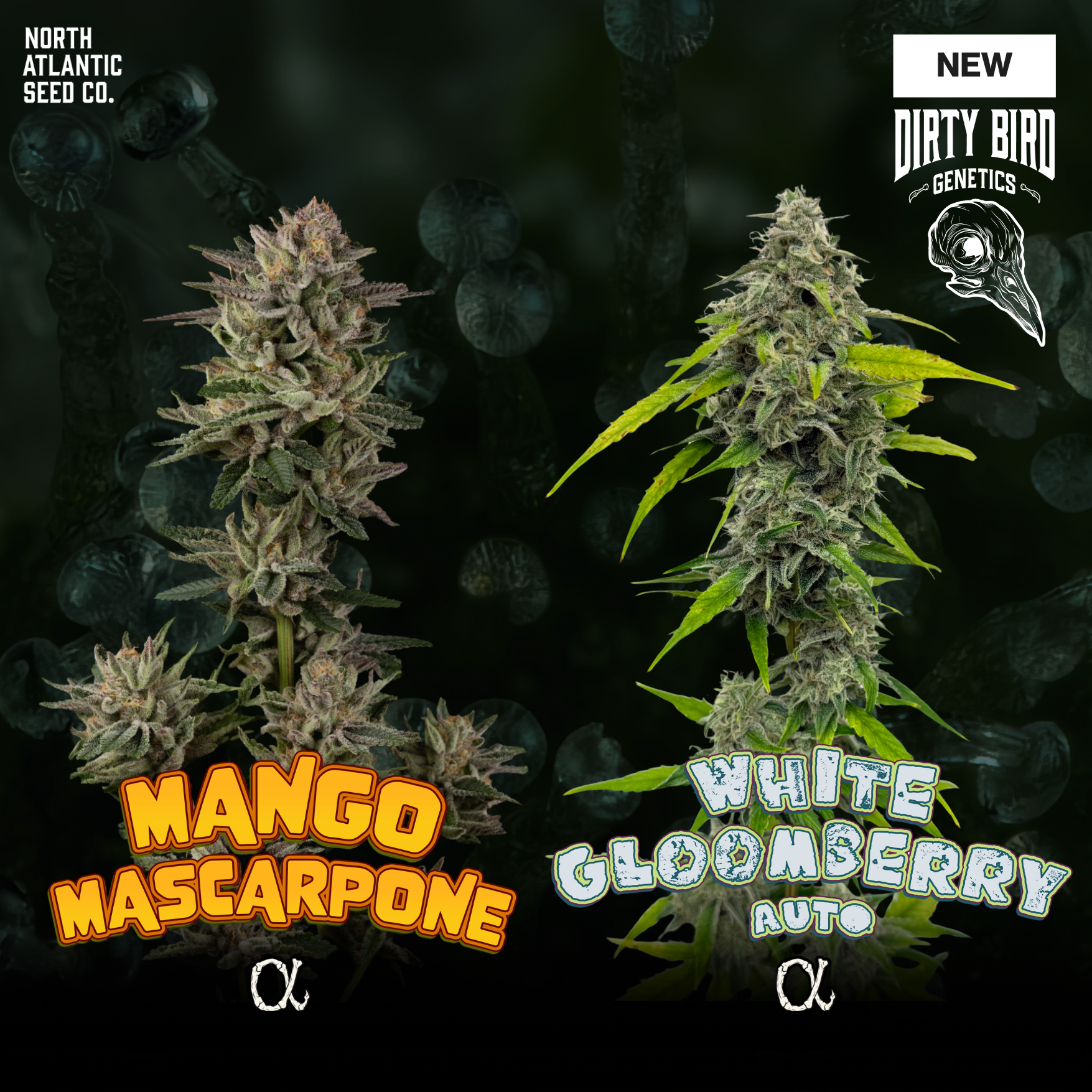 Dirty Bird Genetics - Alpha Series