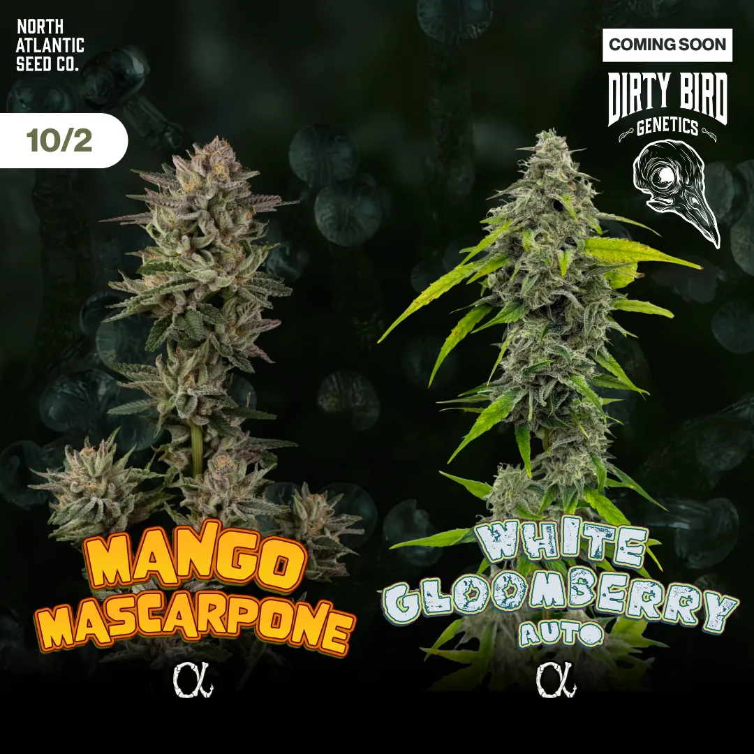 Dirty Bird Genetics - Alpha Series