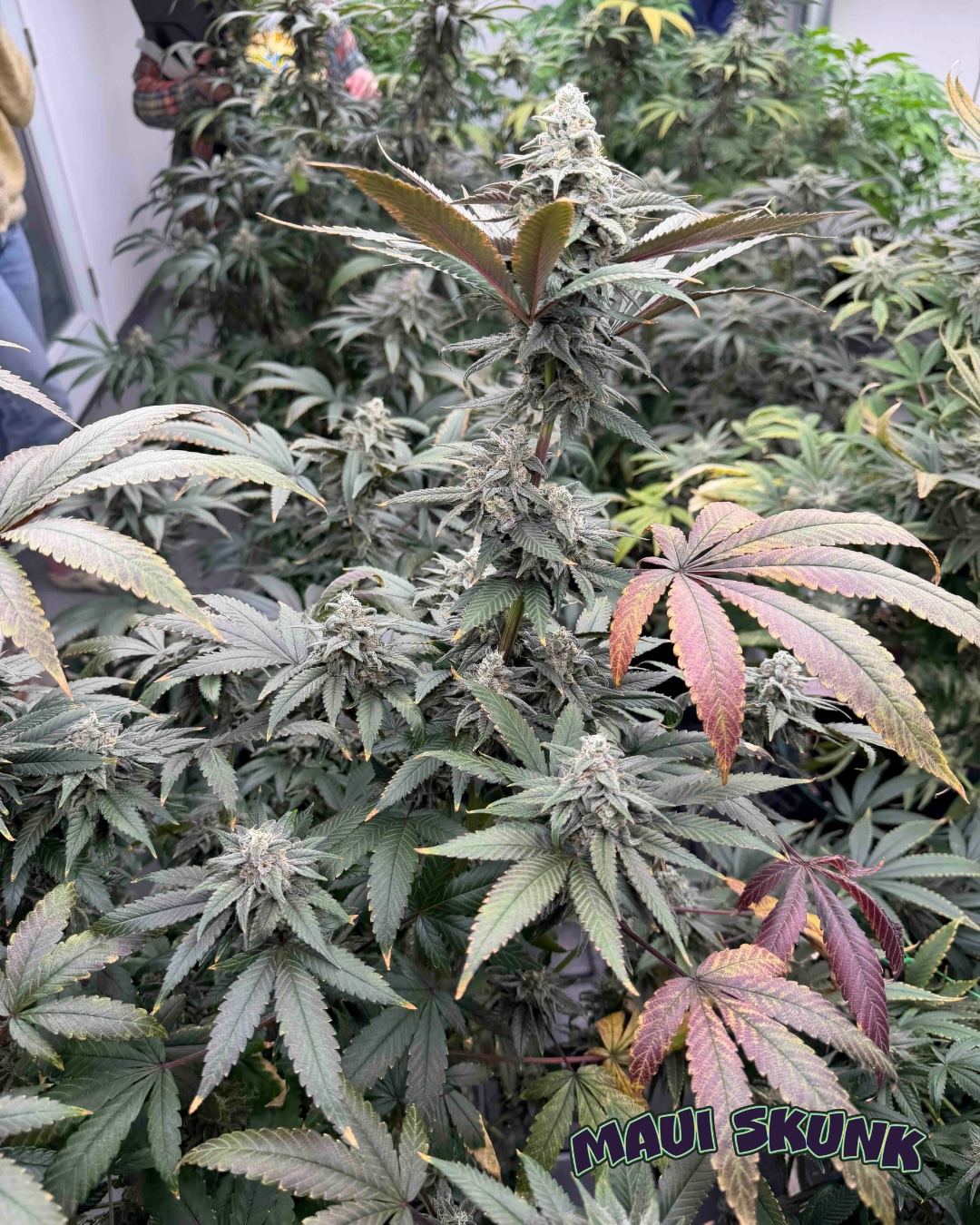 Maui Skunk Cannabis Seeds