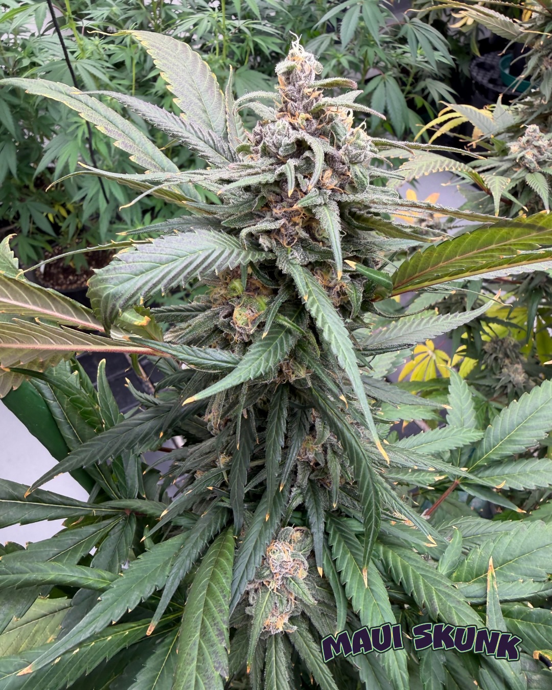 Maui Skunk Cannabis Seeds