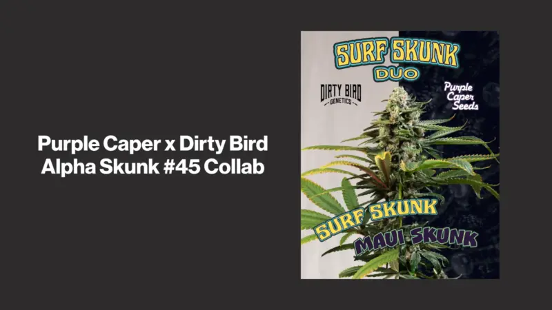 Purple Caper x Dirty Bird Alpha Skunk #45 Collab