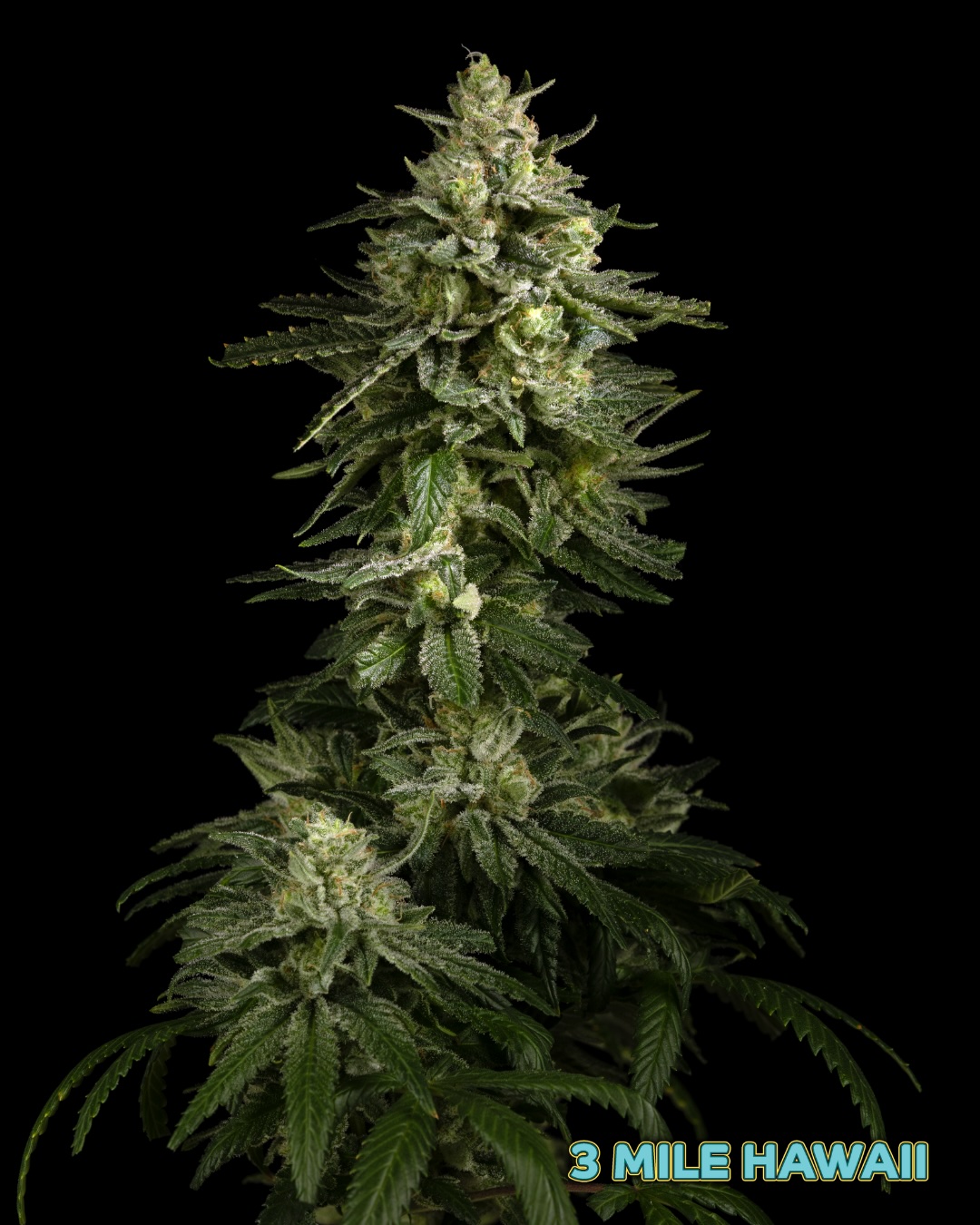 3 Mile Hawaii Cannabis Seeds