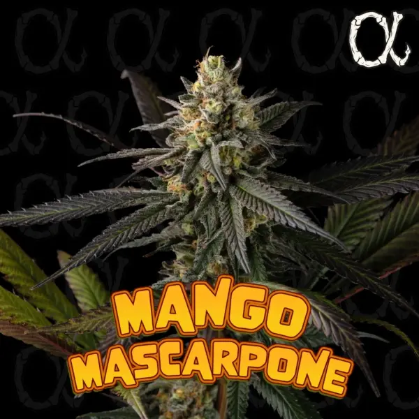 Mango Mascarpone Cannabis Seeds by Dirty Bird Genetics