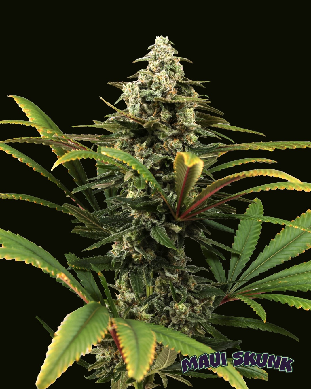 Maui Skunk Cannabis Seeds