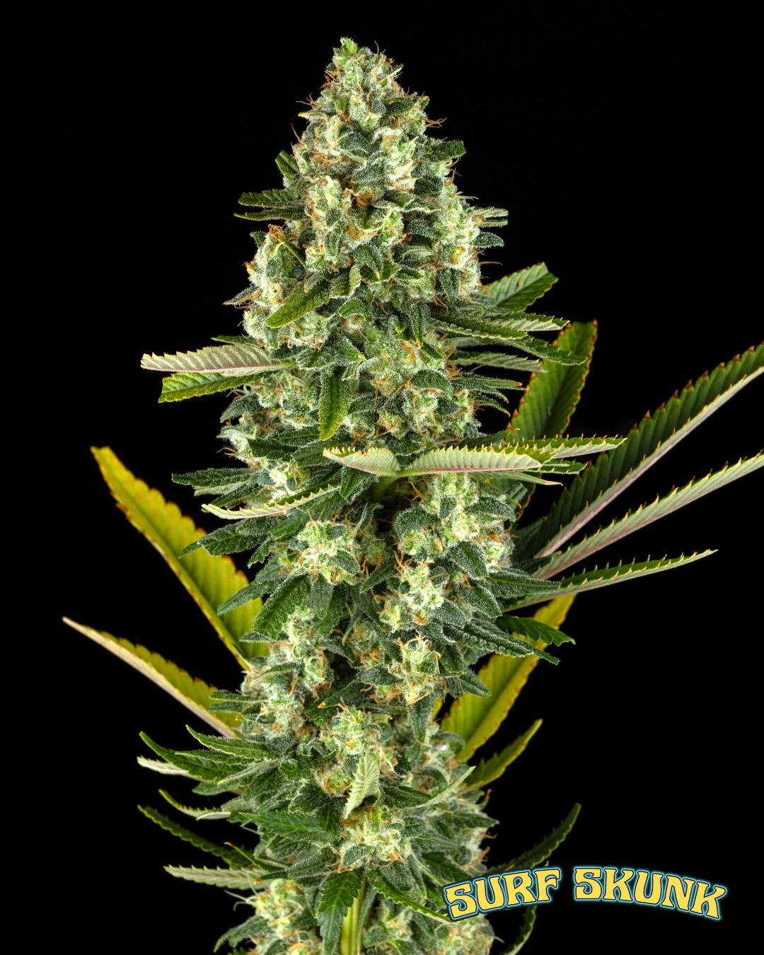 Surf Skunk Duo (F) - Image 2