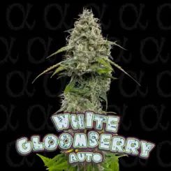 White Gloomberry Cannabis Seeds by Dirty Bird Genetics