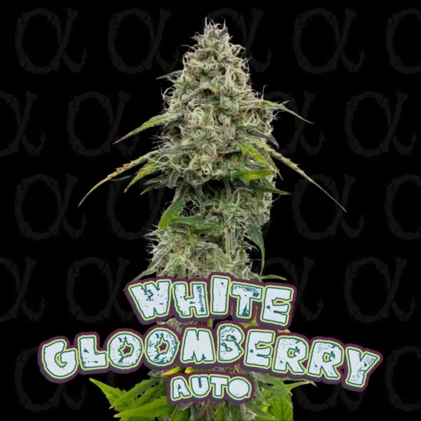 White Gloomberry Cannabis Seeds by Dirty Bird Genetics