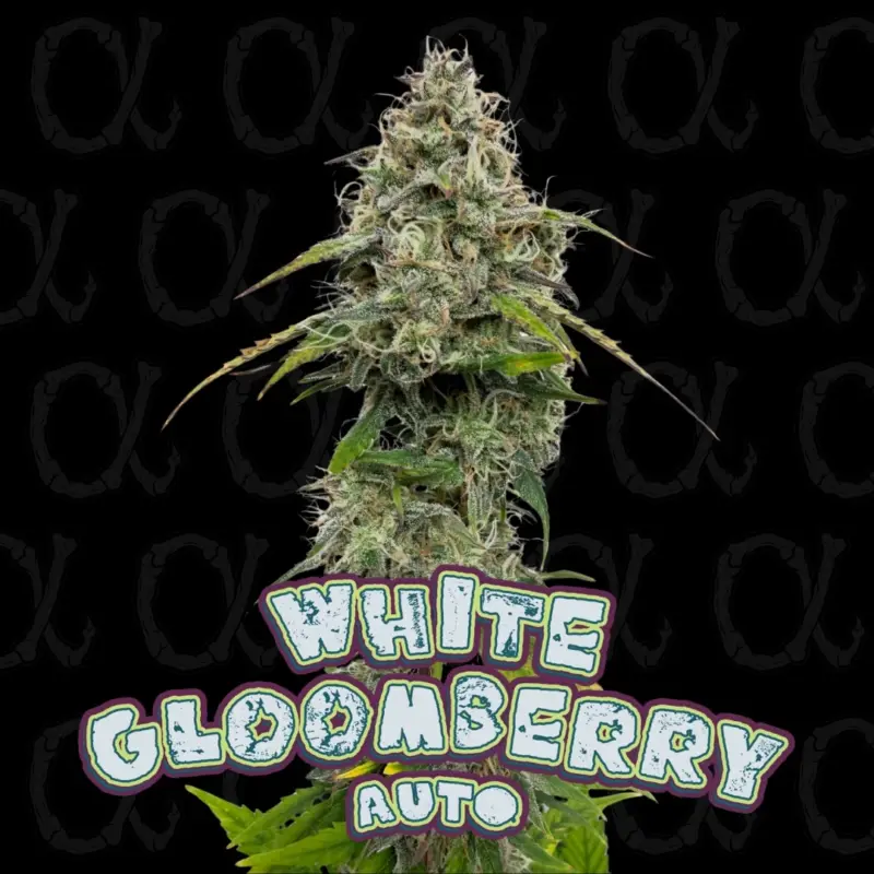 White Gloomberry Cannabis Seeds by Dirty Bird Genetics