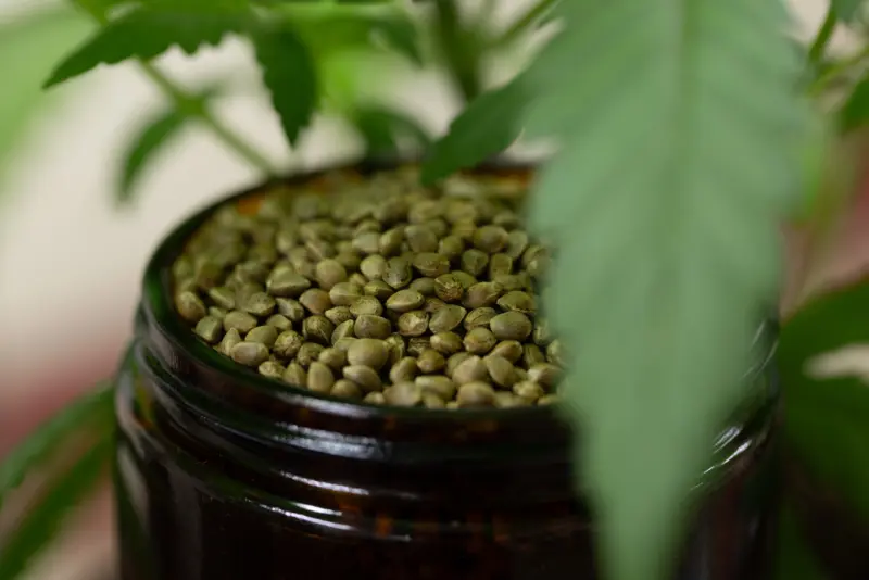 Seeds in a jar with leaves in the foreground