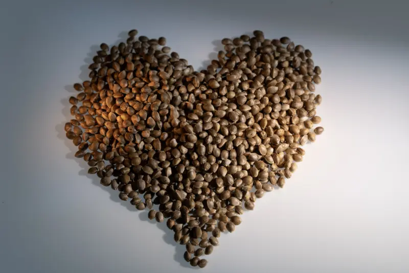 Seeds in a heart shape
