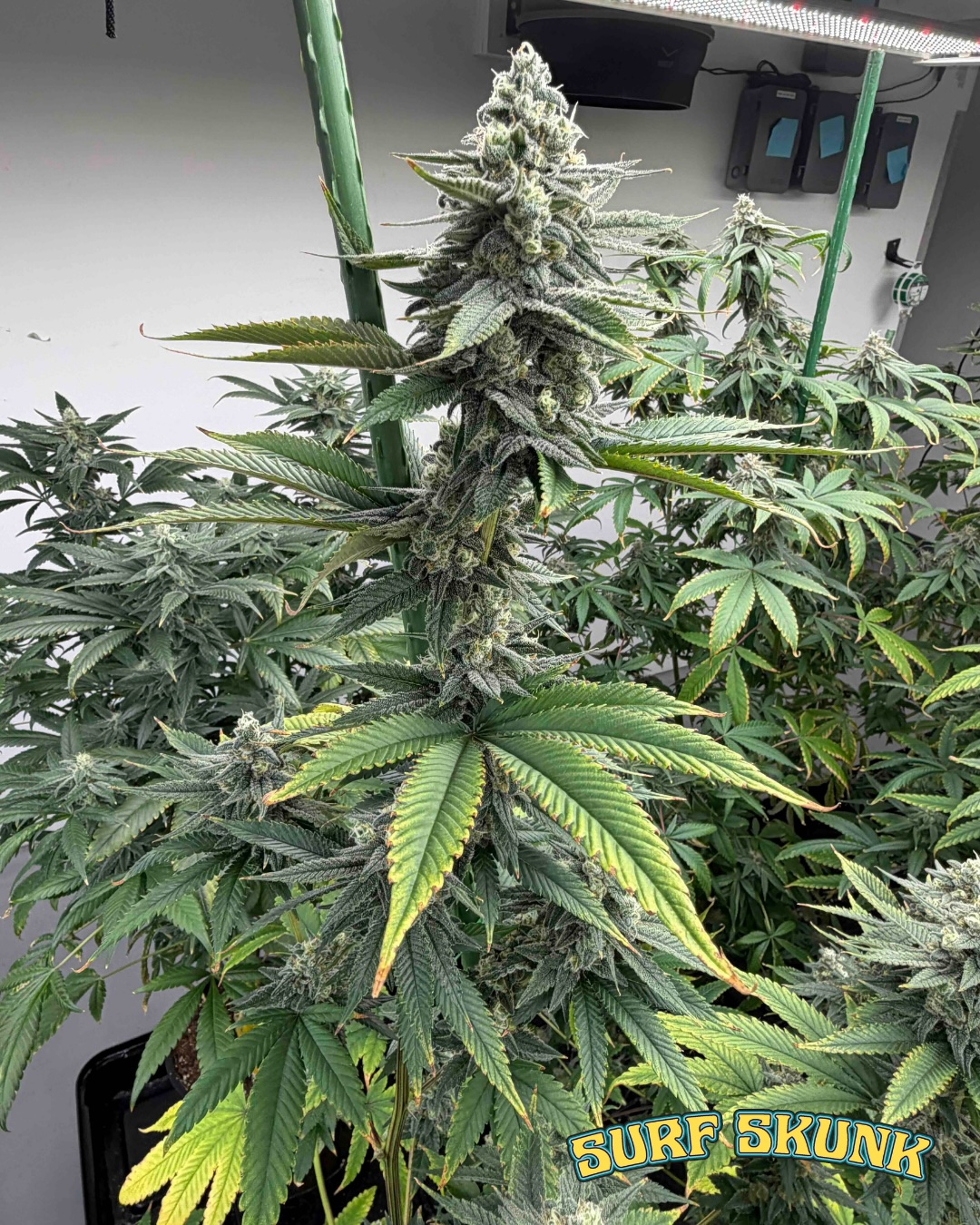 Surf Skunk Cannabis Seeds