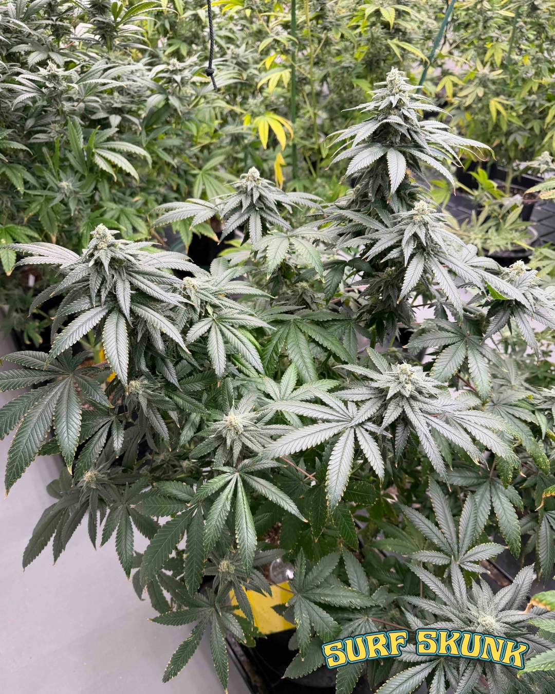 Surf Skunk Cannabis Seeds