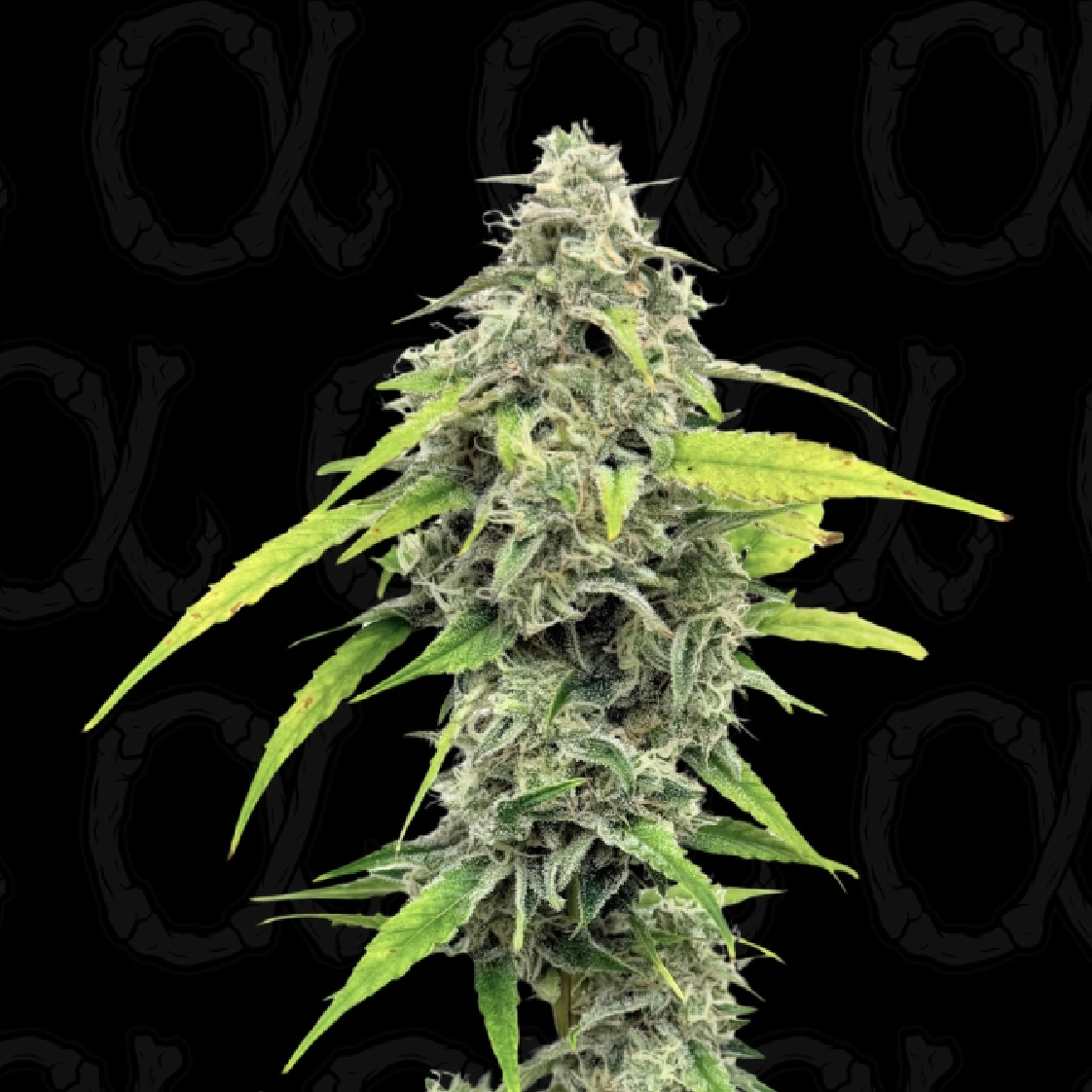 White Gloomberry Cannabis Seeds by Dirty Bird Genetics