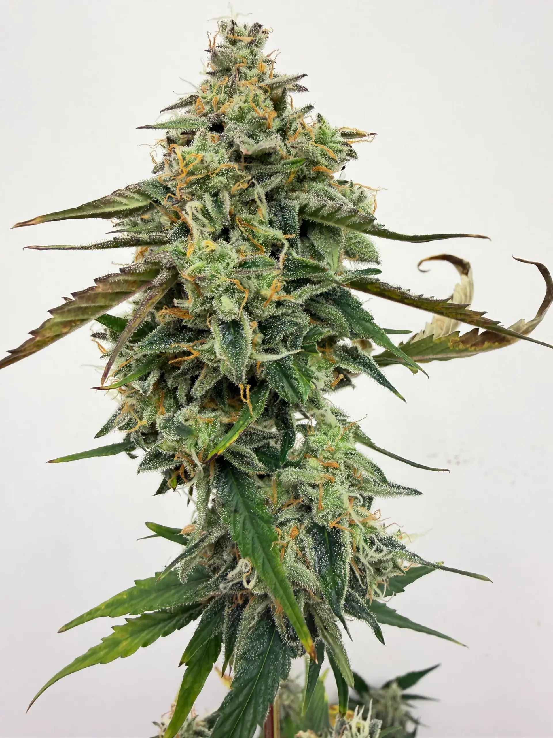 White Gloomberry Cannabis Seeds by Dirty Bird Genetics