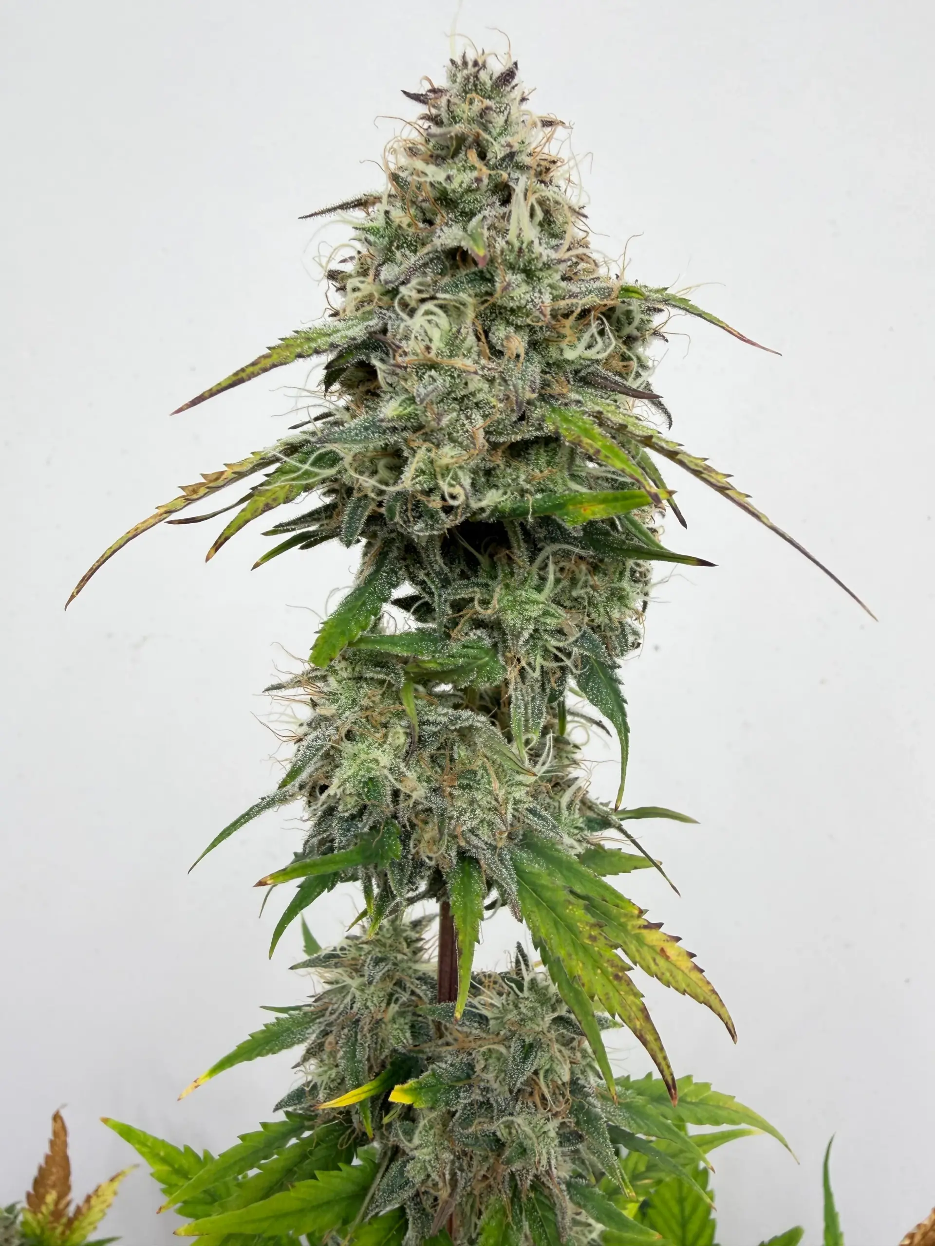 White Gloomberry Cannabis Seeds by Dirty Bird Genetics