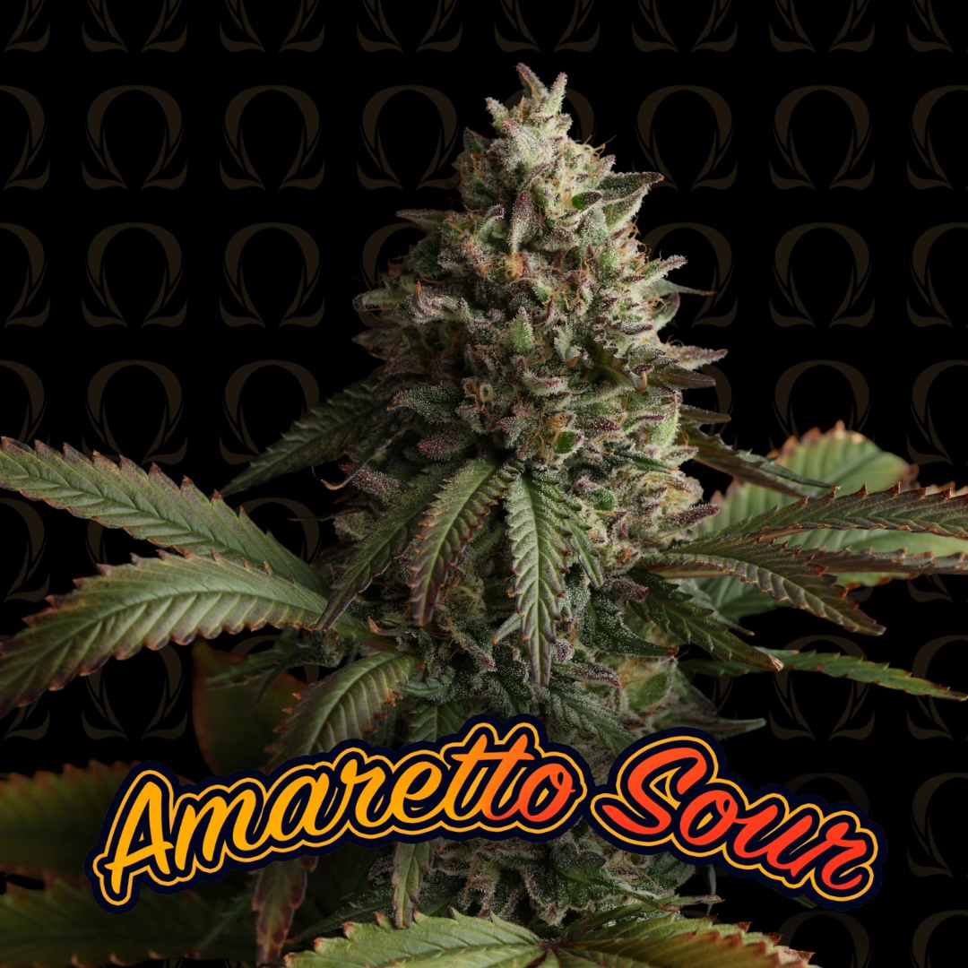 Amaretto Sour Cannabis Seeds by Dirty Bird Genetics